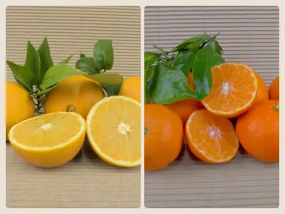 Caixa Mixta Ecològica 10kg (5kg taronges + 5kg mandarines)