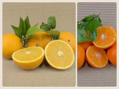 Caixa Mixta Ecològica 20kg (15kg taronges + 5kg mandarines)