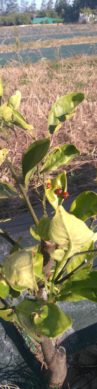 Setembre de 2017: Segon any de la nostra plantació