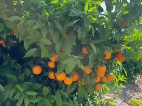 Taronges Barberina