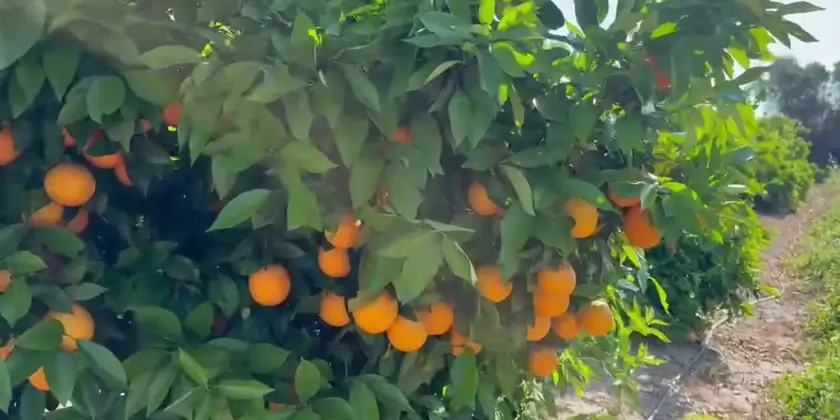 Taronges Barberina