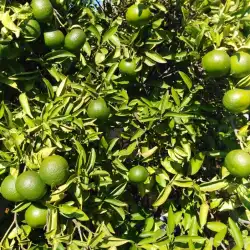 Setembre 2018: En conversió ecològica 10