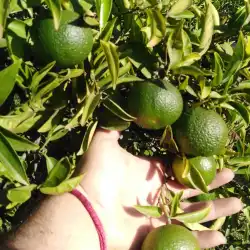Setembre 2018: En conversió ecològica 11