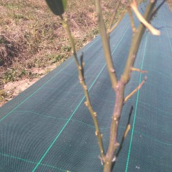 Plantó afectat pel temporal