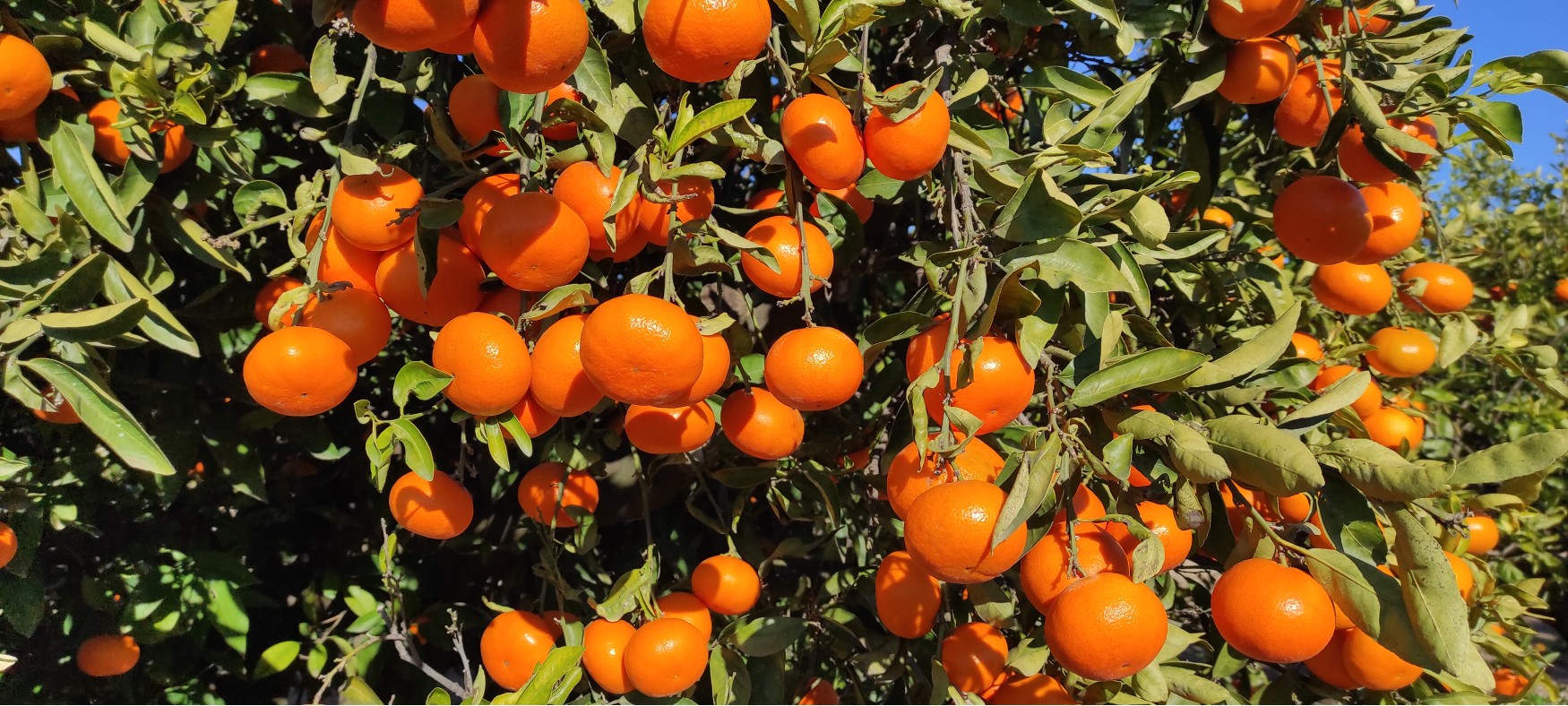 Taronges i mandarines de la terra