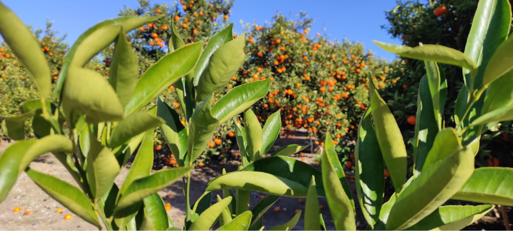 Taronges i mandarines de la terra