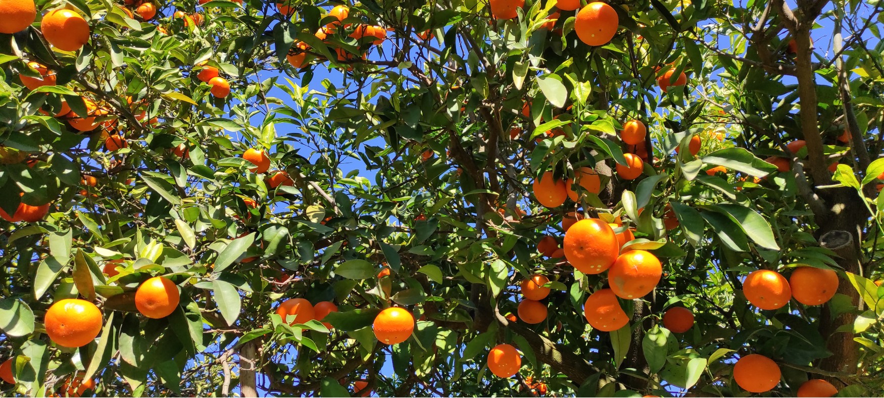 Taronges i mandarines de la terra