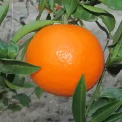 Taronges 2