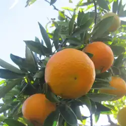 Taronges 4
