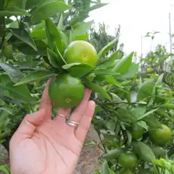 Taronges 5