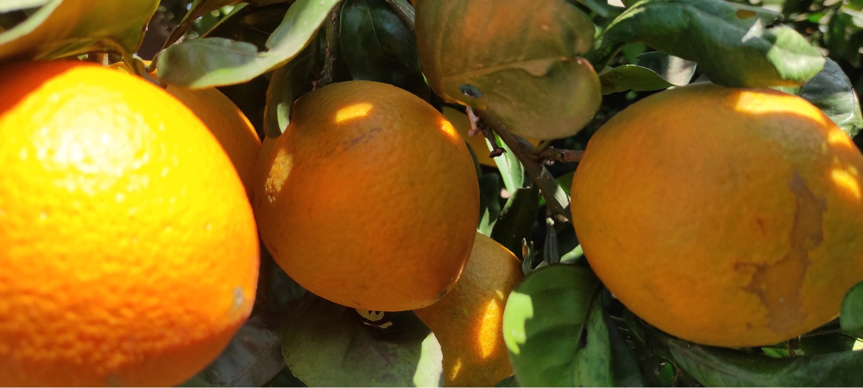Taronges i mandarines de la terra