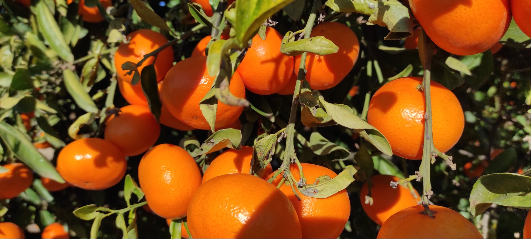 Taronges i mandarines de la terra