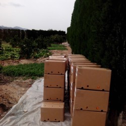 Preparant les caixes