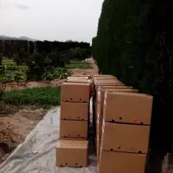 Preparant les caixes