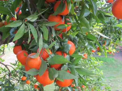 Mandarines Murcott
