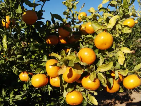 Mandarines Murina