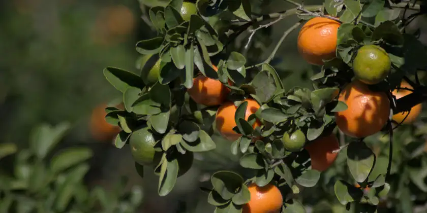 Mandarines Nadorcott