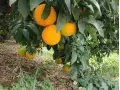 Caixa Taronges 15 kg
