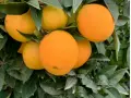 Caixa Taronges 15 kg