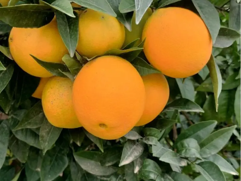 Caixa Taronges 15 kg