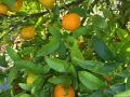Caixa Mixta Ecològica 15kg (10kg taronges + 5kg mandarines)