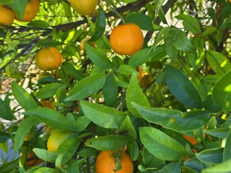 Caixa Mixta Ecològica 15kg (10kg taronges + 5kg mandarines)