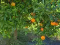 Caixa Mixta Ecològica 15kg (10kg taronges + 5kg mandarines)