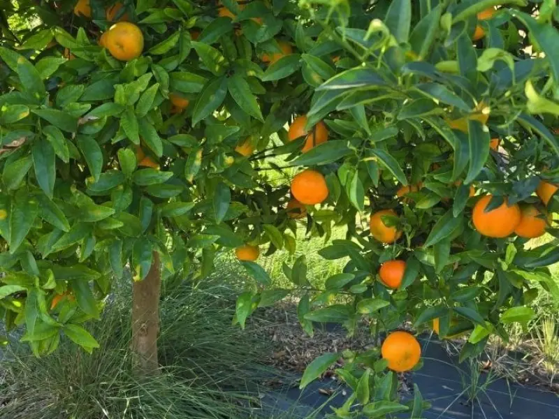 Caixa Mixta Ecològica 15kg (10kg taronges + 5kg mandarines)