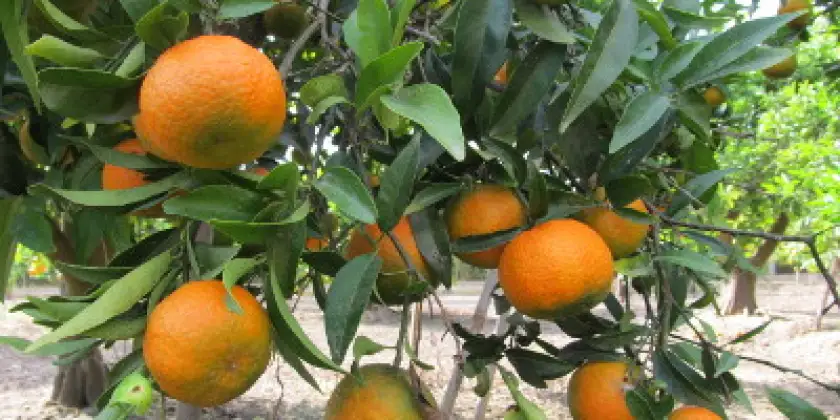 Mandarines Oronules