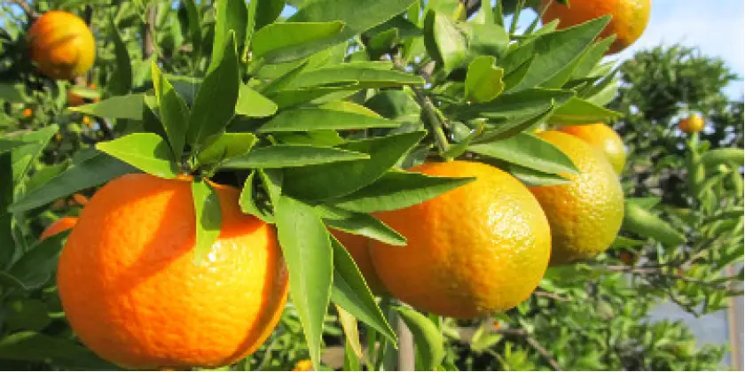 Mandarines Esbal