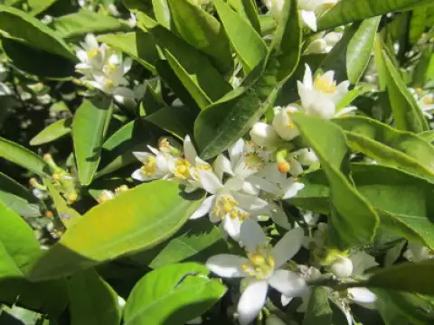Mandarines Clemenules