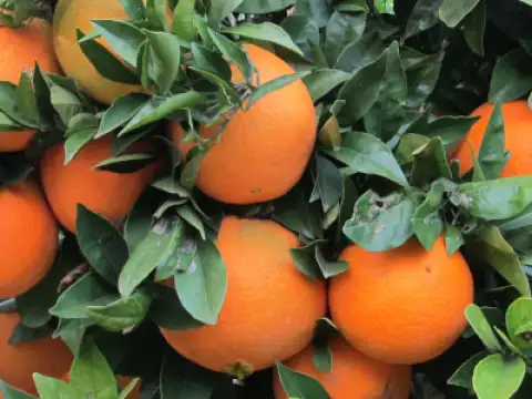Taronges Navelina