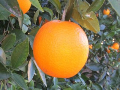 Taronja Lanelate