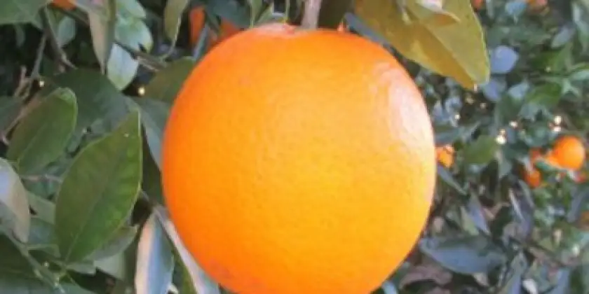 Taronges Lanelate