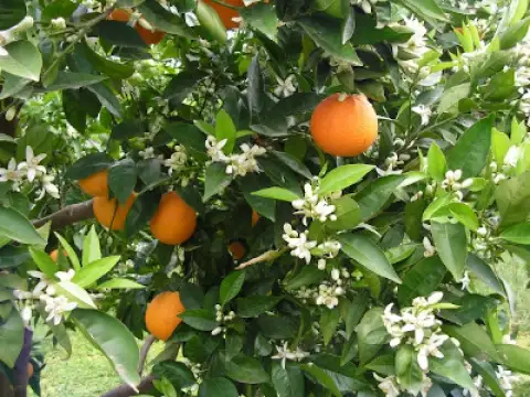 Taronges València Late