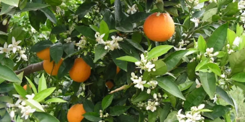 Taronges València Late