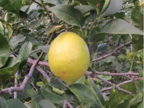 Llimes Eureka