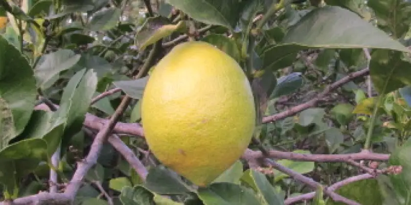 Llimes Eureka