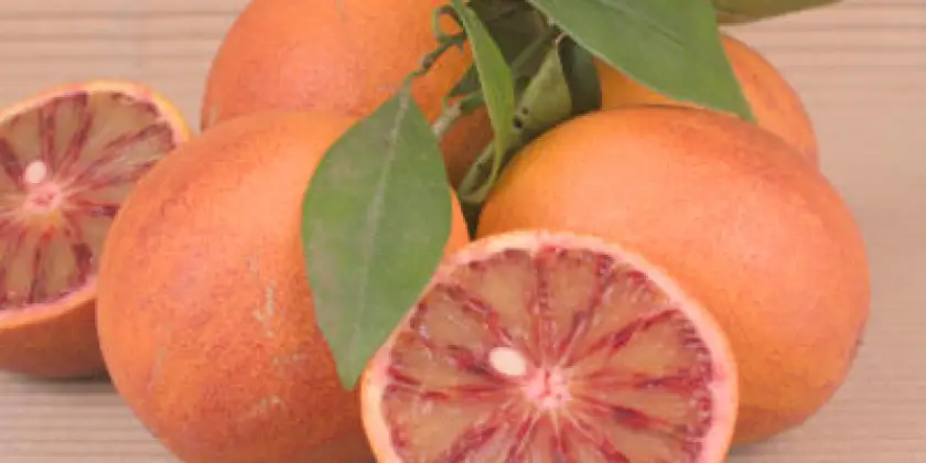 Taronges sanguines Sanguinelli