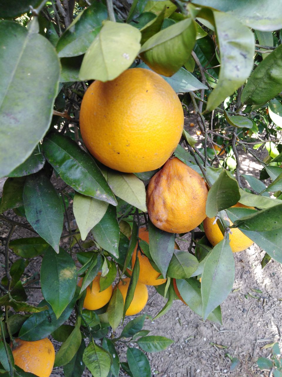 Peça podrida encara a l'arbre