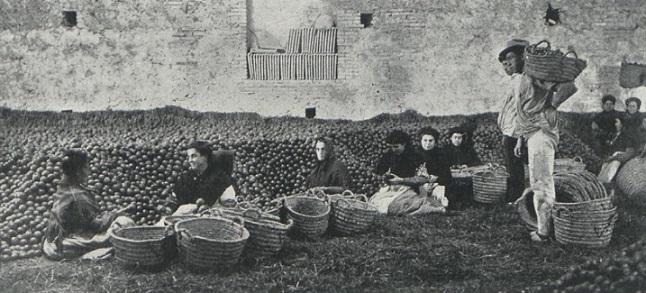 Dones encaixadores de taronges (1)