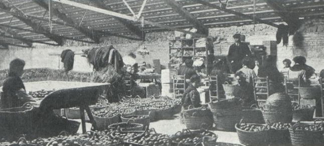 Dones encaixadores de taronges (2)